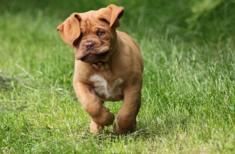 Szczeniaki dogue de bordeaux, Debrzno , pomorskie