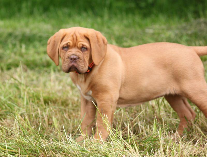 Szczeniaki dogue de bordeaux, Debrzno , pomorskie