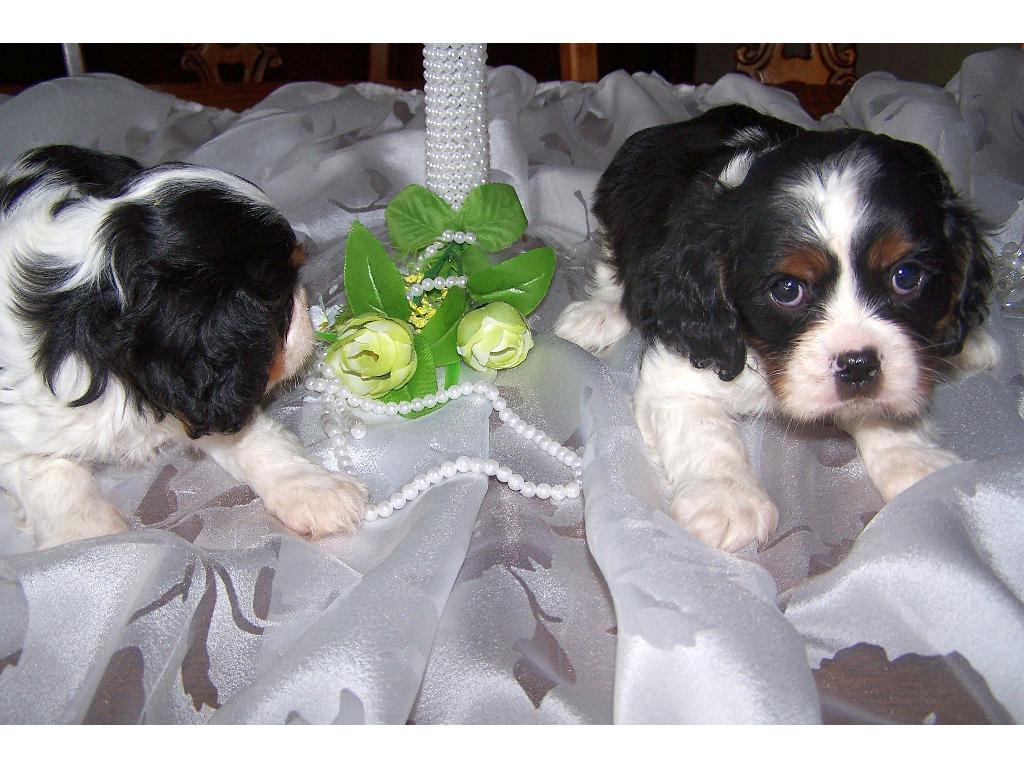 Cavalier  King  Charles  Spaniel, szczenięta, psy, Kujawsko-pomorskie Włocławek Toruń, kujawsko-pomorskie