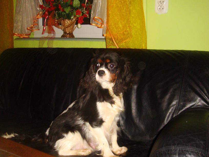 Cavalier  King  Charles  Spaniel, szczenięta, psy, Kujawsko-pomorskie Włocławek Toruń, kujawsko-pomorskie