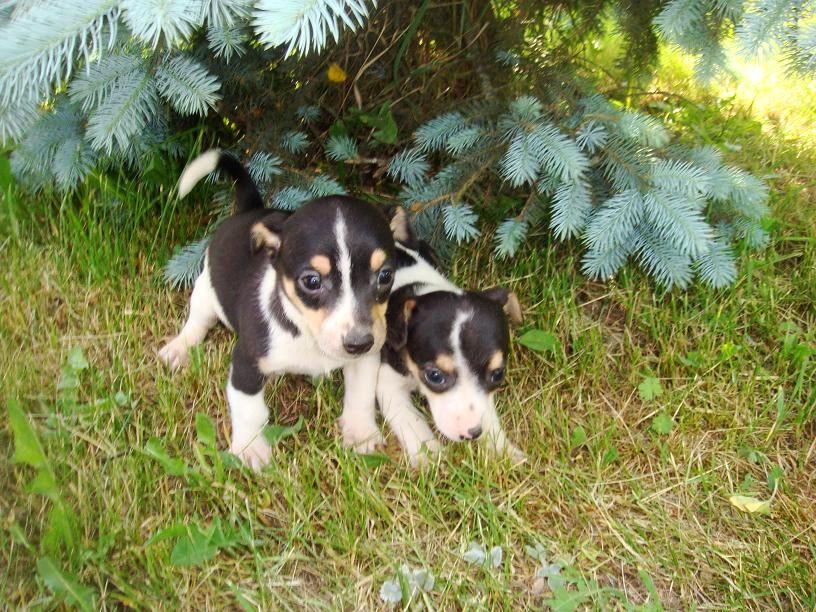 JACK RUSSELL TERRIER, zwierzęta,   hodowla,psy, OkolWłocławek Inowrocław, dolnośląskie