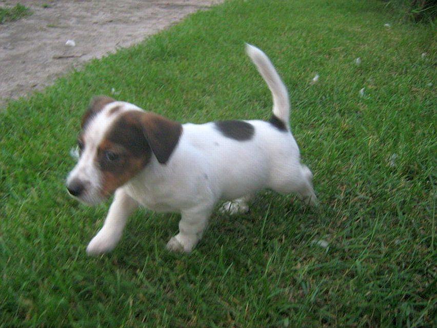 JACK RUSSELL TERRIER, zwierzęta,   hodowla,psy, OkolWłocławek Inowrocław, dolnośląskie