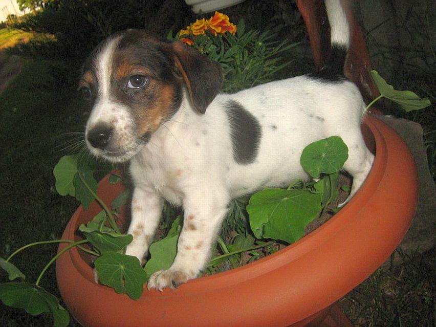 JACK RUSSELL TERRIER, zwierzęta,   hodowla,psy, OkolWłocławek Inowrocław, dolnośląskie