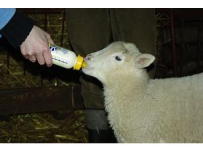 nasze owieczki - kliknij, aby powiększyć