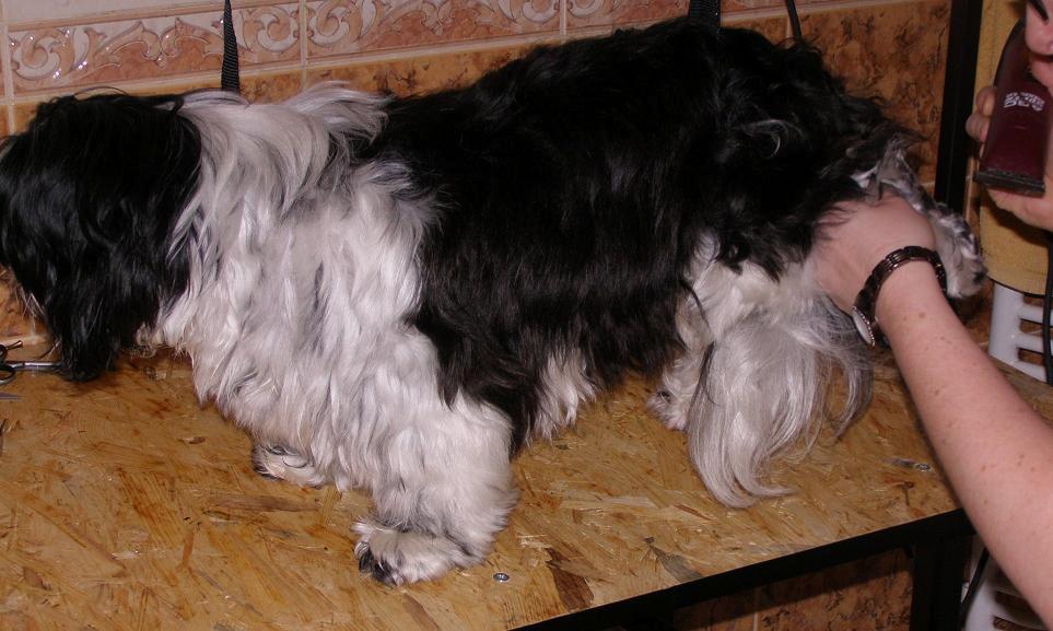 shih tzu przed