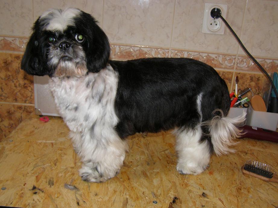 shih tzu po