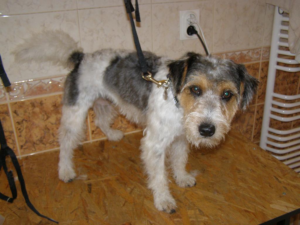Psi Fryzjer- Groomer-Strzyżenie Psów Legionowo, JÓZEFÓW KLEGIONOWA, Legionowo, Nieporęt, Serok, mazowieckie