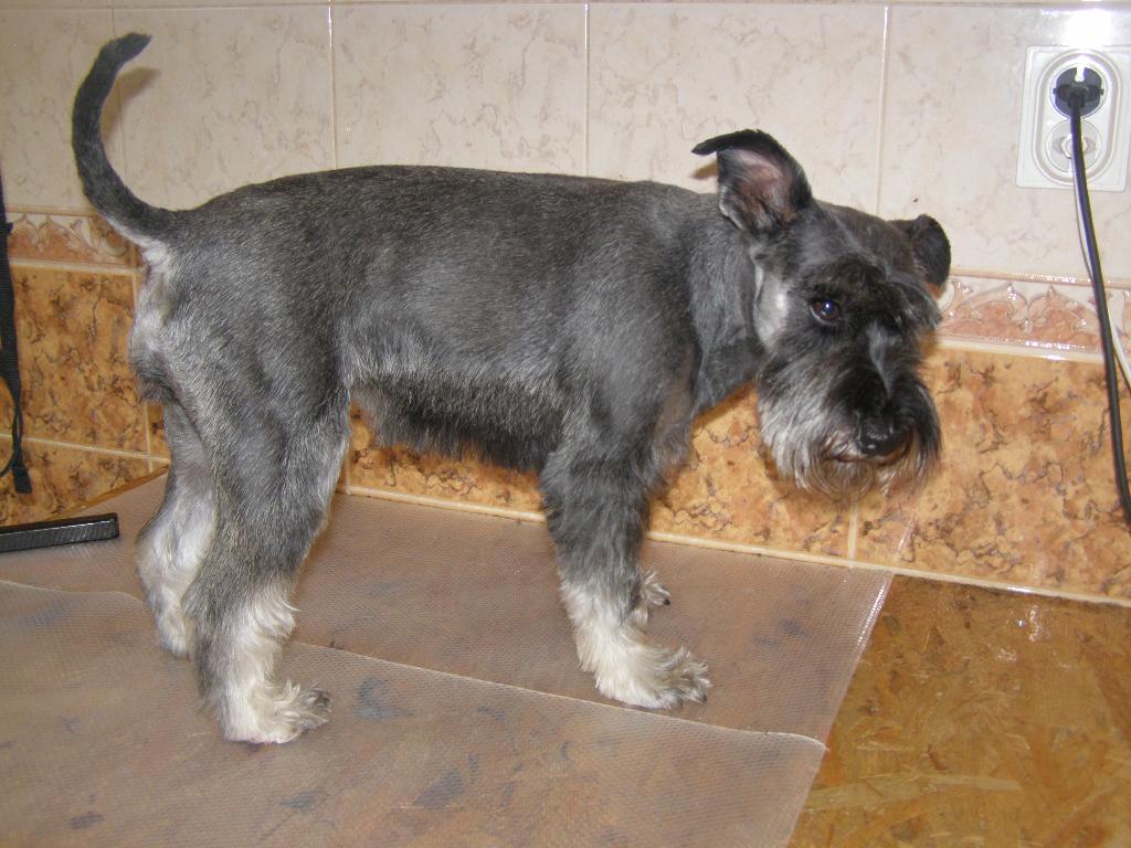 Psi Fryzjer- Groomer-Strzyżenie Psów Legionowo, JÓZEFÓW KLEGIONOWA, Legionowo, Nieporęt, Serok, mazowieckie