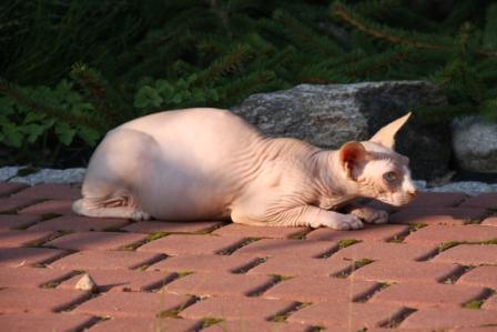 Hodowla sfinksów kanadyjskoich MY SPHYNX, sphynx