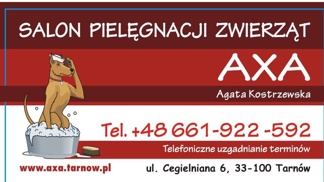 Psi fryzjer, spa dla psa, strzyżenie psów, fryzjer, groomer , TARNÓW, małopolskie