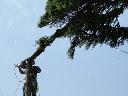 Ścinanie wycinka drzew trudnodostępnych alpinista