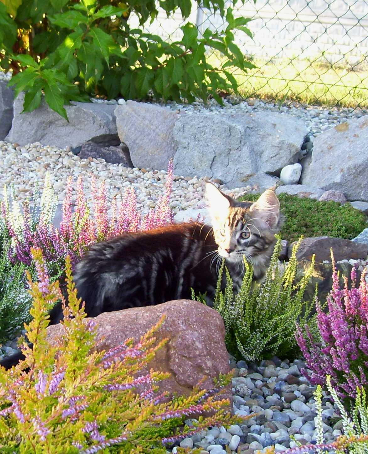 Sprzedaż rasowych kociąt maine coon, Gliwice, śląskie