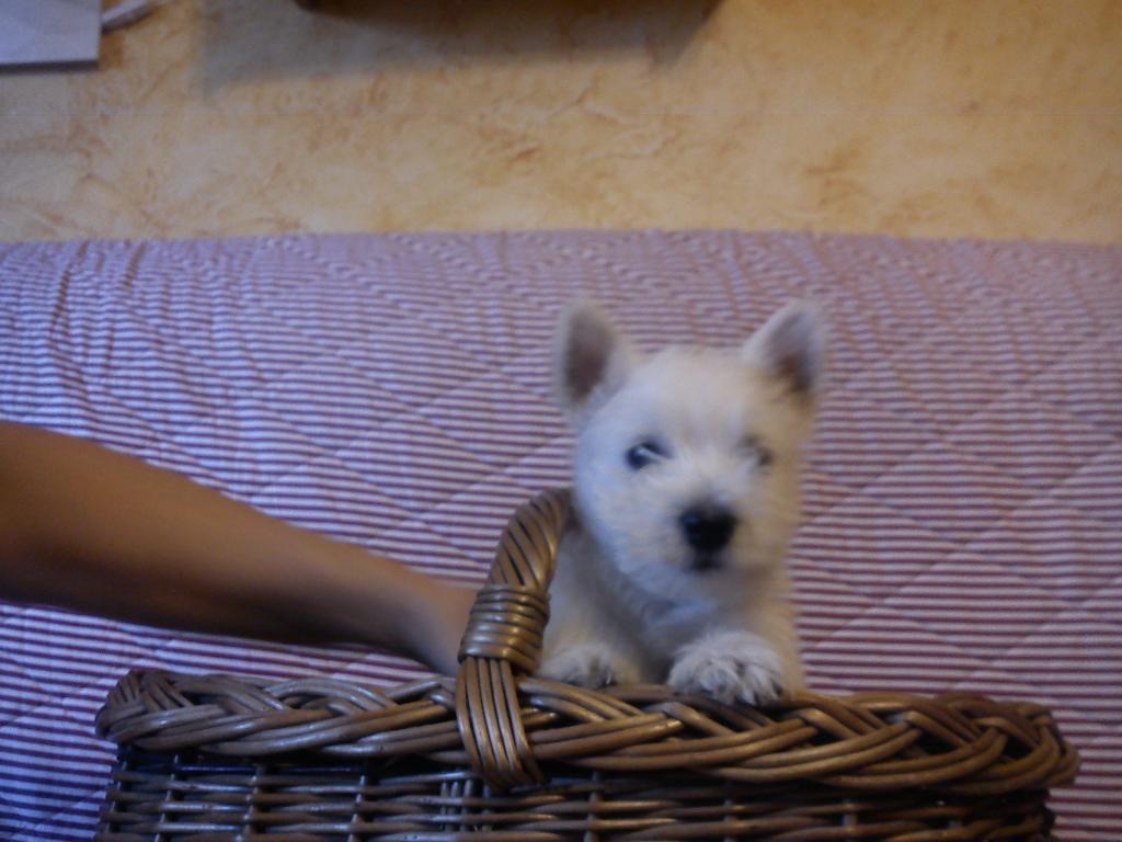 WEST HIGHLANT WHITE TERRIER, Głogów, dolnośląskie