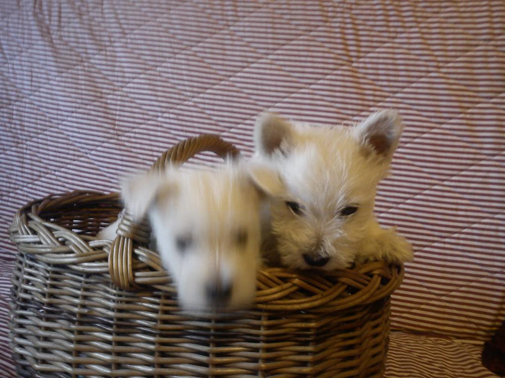 WEST HIGHLANT WHITE TERRIER, Głogów, dolnośląskie