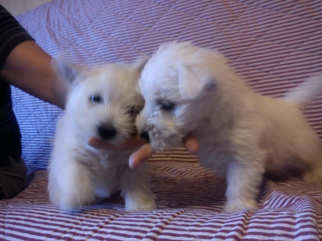 WEST HIGHLANT WHITE TERRIER, Głogów, dolnośląskie