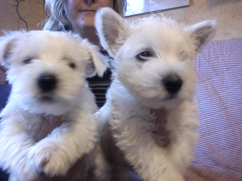 WEST HIGHLANT WHITE TERRIER, Głogów, dolnośląskie