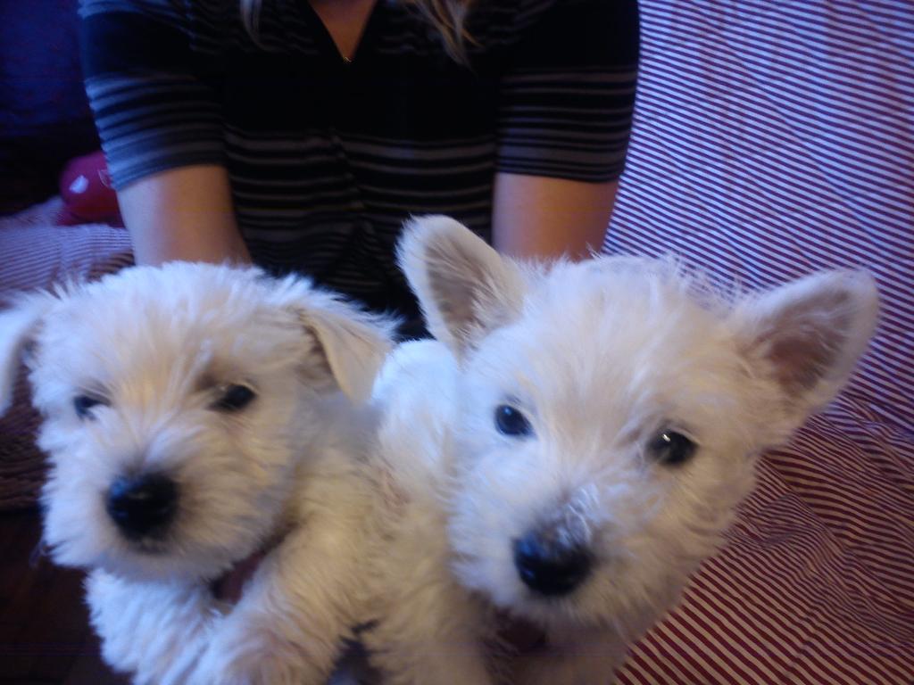 WEST HIGHLANT WHITE TERRIER, Głogów, dolnośląskie