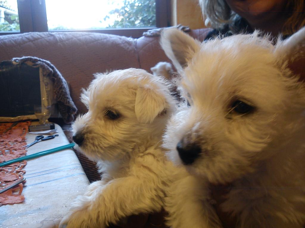 WEST HIGHLANT WHITE TERRIER, Głogów, dolnośląskie