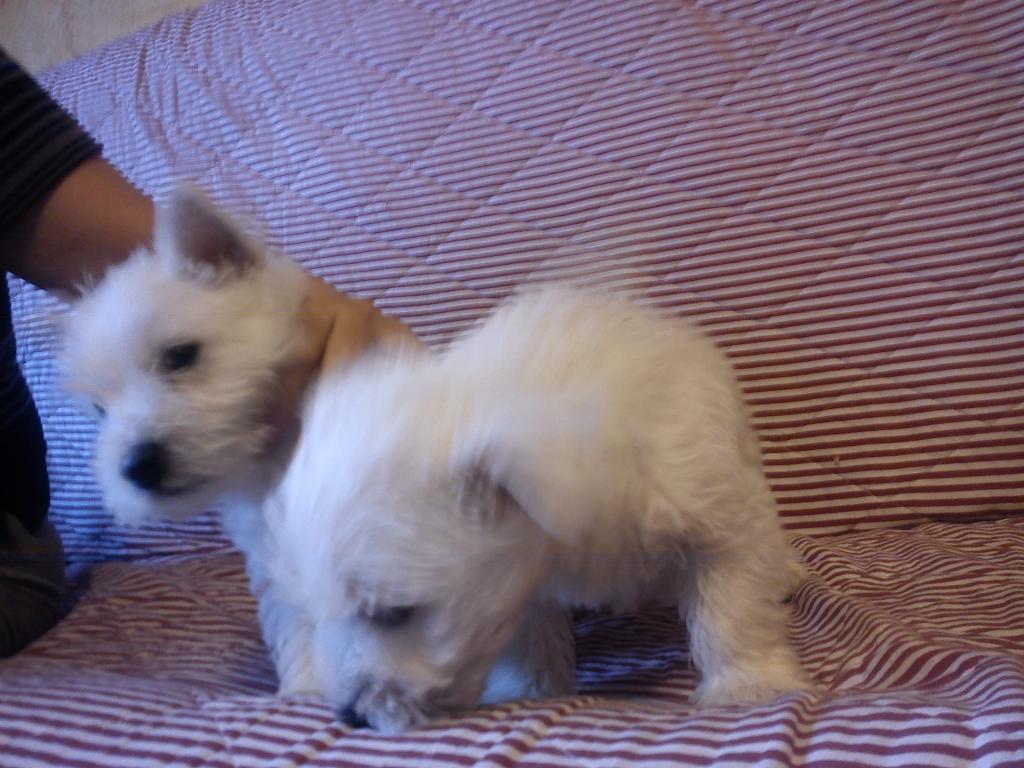 WEST HIGHLANT WHITE TERRIER, Głogów, dolnośląskie