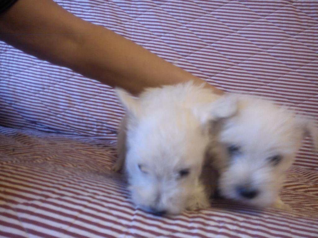 WEST HIGHLANT WHITE TERRIER, Głogów, dolnośląskie