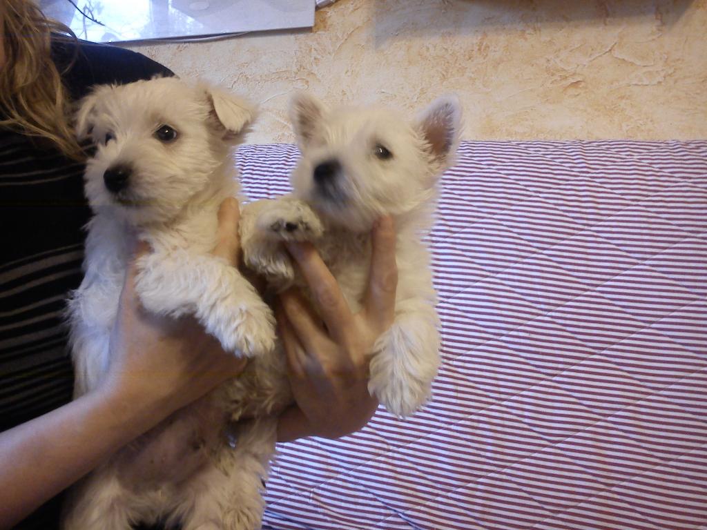 WEST HIGHLANT WHITE TERRIER, Głogów, dolnośląskie