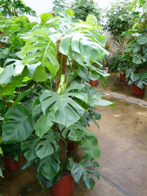 Monstera deliciosa - idealna do biur i domów