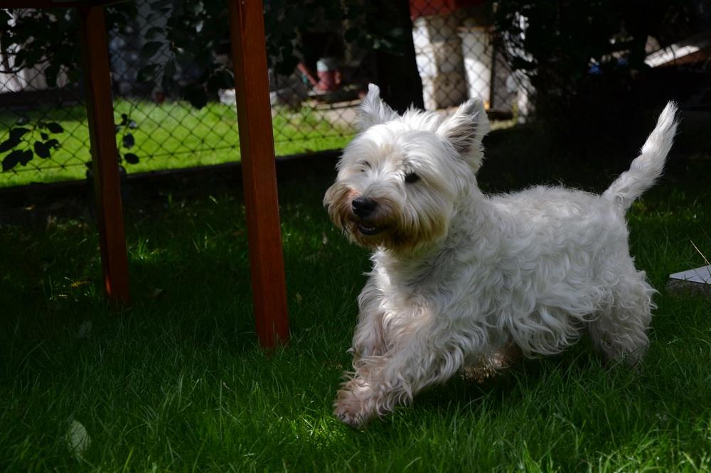 Szczenięta po Grzywaczu Chińskim i Westie, Lublin, Bychawa, lubelskie