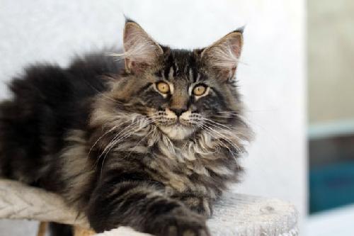 Słodkie kociaki maine coon, Wroslaw, dolnośląskie