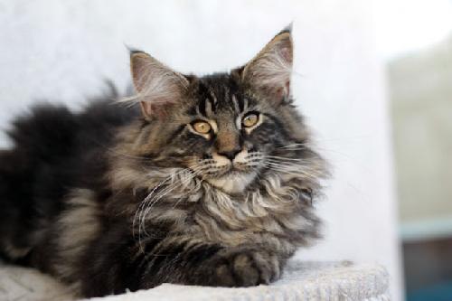 Słodkie kociaki maine coon, Wroslaw, dolnośląskie