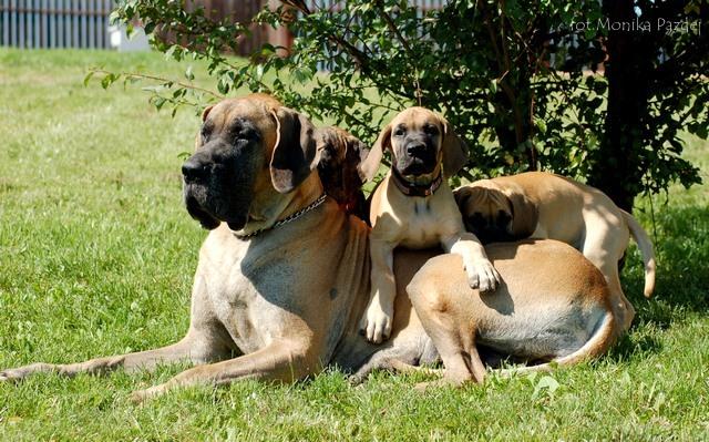 Dog Niemiecki - rodowodowe szczenięta