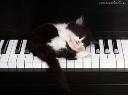 Nauka gry na fortepianie / pianinie / keyboardzie