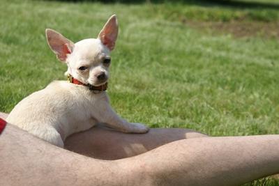 Chihuahua, cziłała, ciłała, Grudziądz, kujawsko-pomorskie