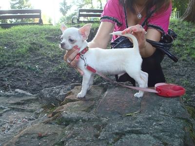 Chihuahua, cziłała, ciłała, Grudziądz, kujawsko-pomorskie