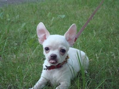 Chihuahua, cziłała, ciłała, Grudziądz, kujawsko-pomorskie