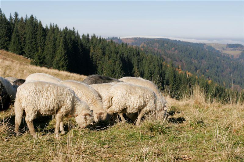 dom jadwiga i natura jego otoczenie