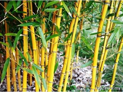 Bambus drzewiasty - Phyllostachys aureosulcata Aureocaulis - kliknij, aby powiększyć
