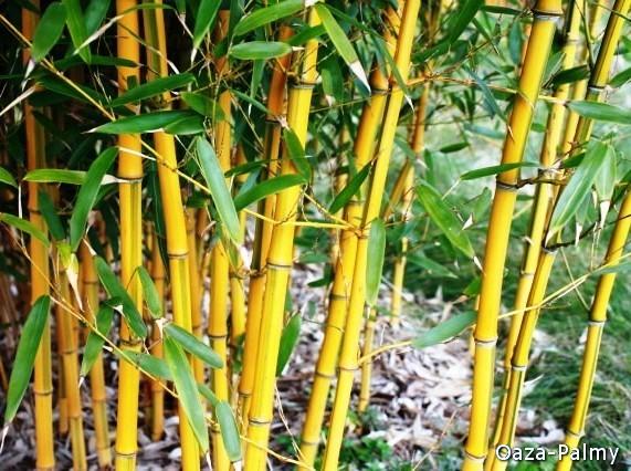 Bambus drzewiasty - Phyllostachys aureosulcata Aureocaulis
