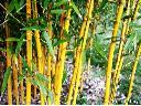 Sprzedaż wysyłkowa bambusów mrozoodpornych