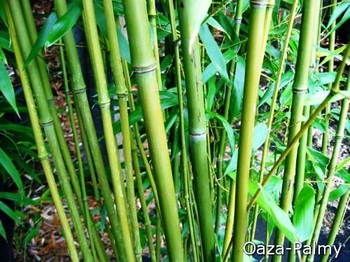 Bambus na żywopłot - Phyllostachys Bissetii