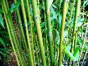 Bambus na żywopłot - Phyllostachys Bissetii