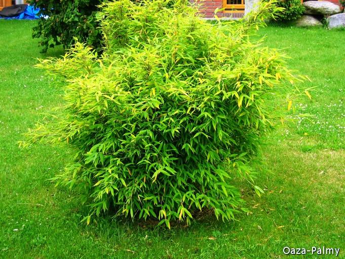 Bambus karłowaty do małych ogrodów - Fargesia murielae Bimbo