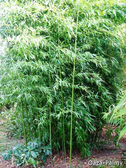 Bambus mrozoodporny - Phyllostachys humilis