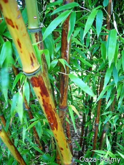 Bambus tygrysi z ozdobnymi łodygami - Phyllostachys nigra 