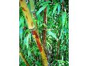 Bambus tygrysi z ozdobnymi łodygami - Phyllostachys nigra 