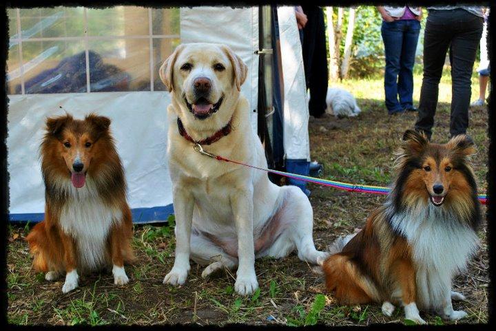 Szkolenie Psów Family Dog , Gdańsk - Osowa, pomorskie