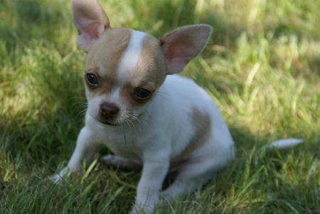 Chihuahua, Grudziądz, kujawsko-pomorskie