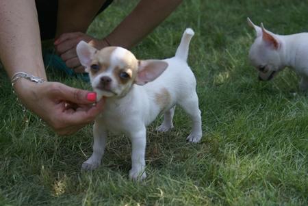 Chihuahua, Grudziądz, kujawsko-pomorskie