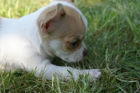 Chihuahua, Grudziądz, kujawsko-pomorskie