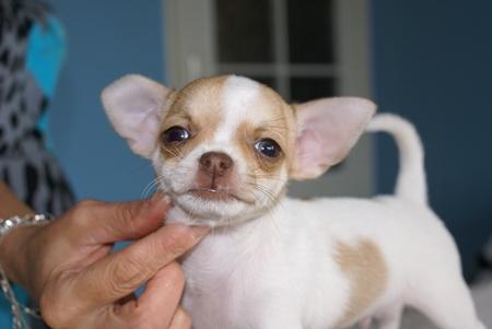 Chihuahua, cziłała, Grudziądz, kujawsko-pomorskie