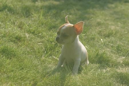 Chihuahua, cziłała, Grudziądz, kujawsko-pomorskie